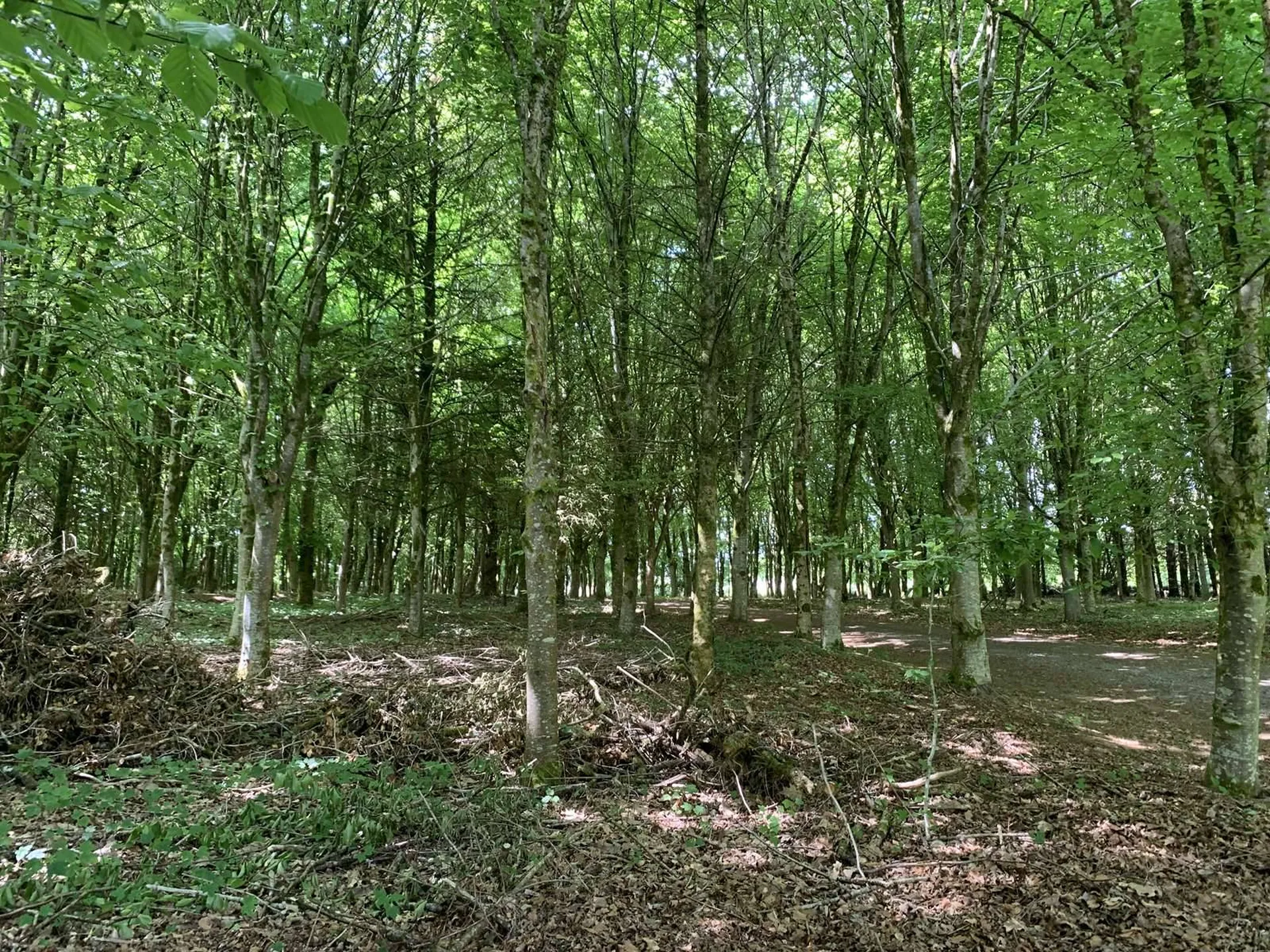 CALVADOS Région de VIRE (14500) propriété forestière de 18 ha 50 a avec des étangs