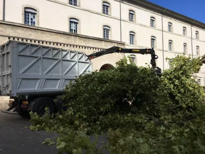 Elagage de platanes à Avignon (84), réalisé par notre équipe d'élagueurs grimpeurs experts