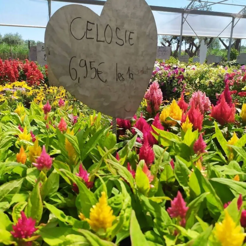 acheter celosie aix en provence 