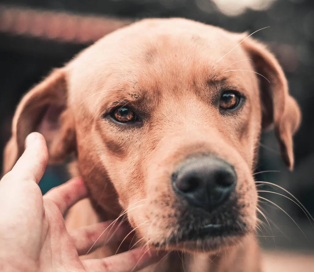 Canicule pour les animaux sur Marseille