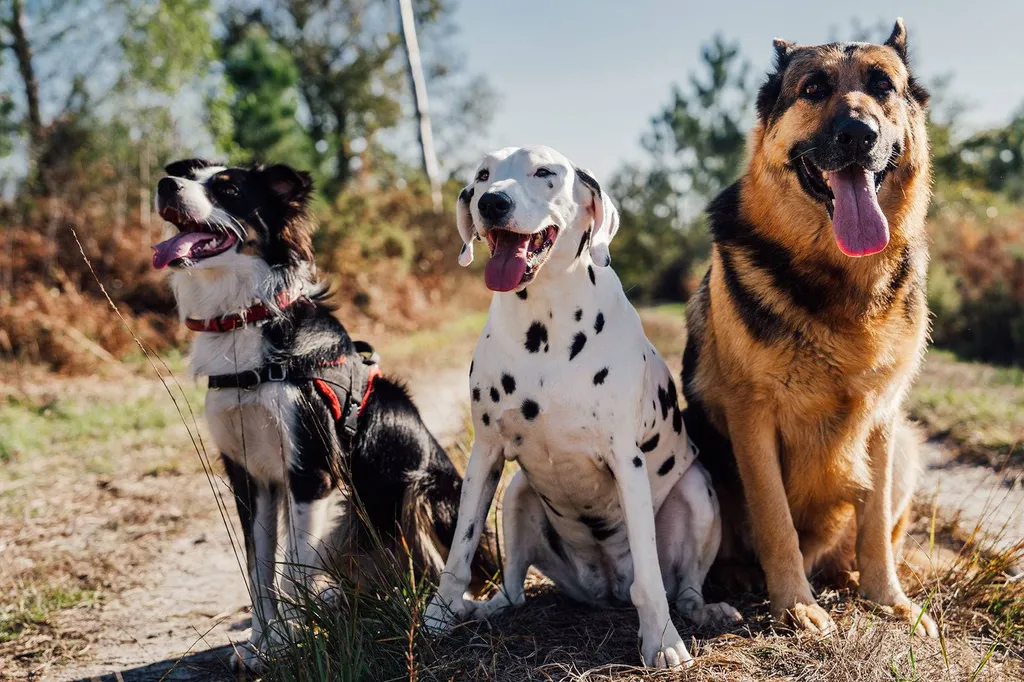 Éducateur Canin Comportementaliste Certifié