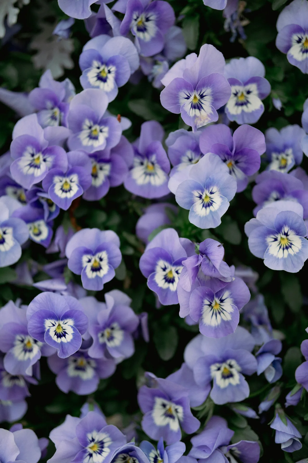 Découvrir plants potagers, fruits et légumes frais et épicerie du terroir à Éguilles près d’Aix-en-Provence