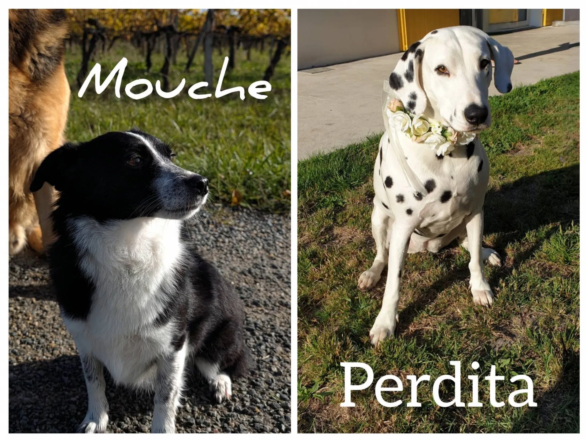 association Mouche et Perdita bien-etre animal
