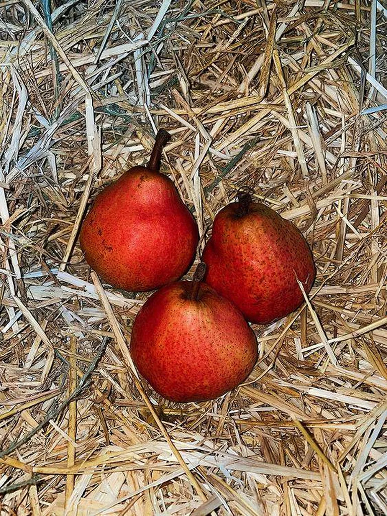 Poire Williams rouge