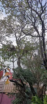 Défrichage pour travaux. 