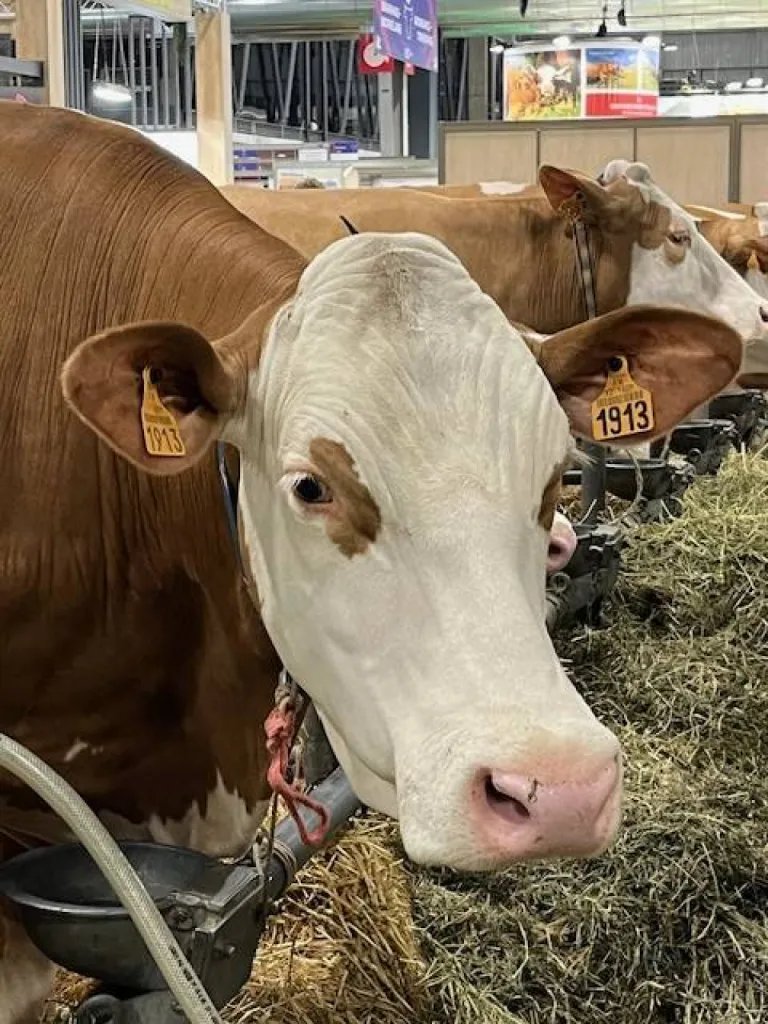 Consulter un avocat en droit rural lors d'un conflit avec la SAFER Bolbec 