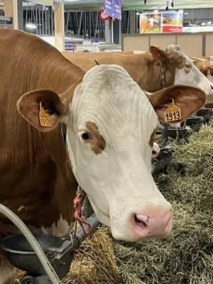 Consulter un avocat en droit rural lors d'un conflit avec la SAFER Bolbec 