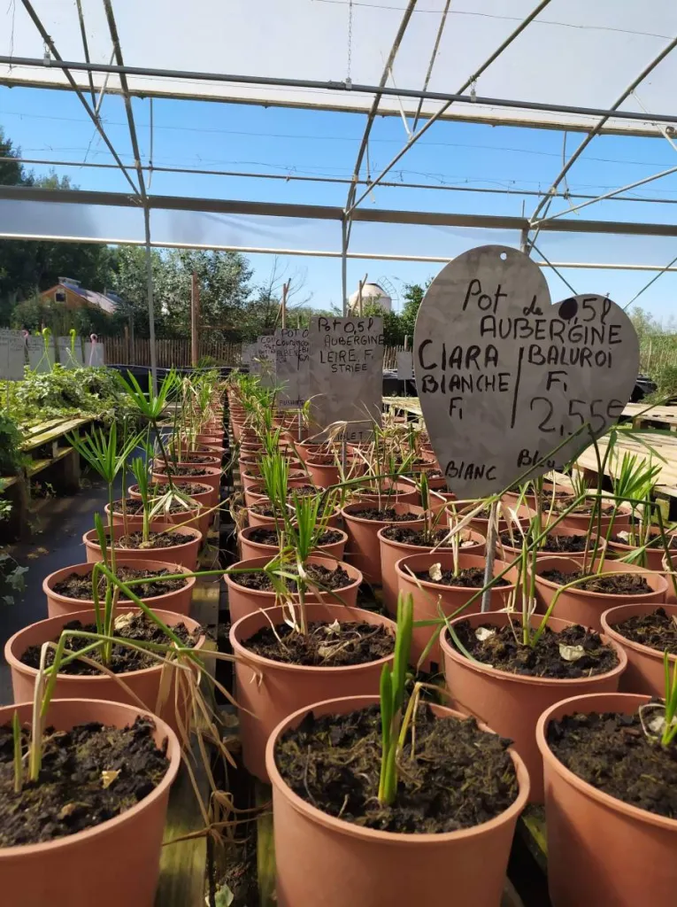 Potager mois d'août