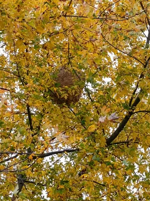 Destruction d'un gros nid de frelons perché dans un arbre à Lyon et ses alentours. Intervention sécurisée en hauteur par A.M.A Nuisibles, votre expert certifié dans le Rhône.