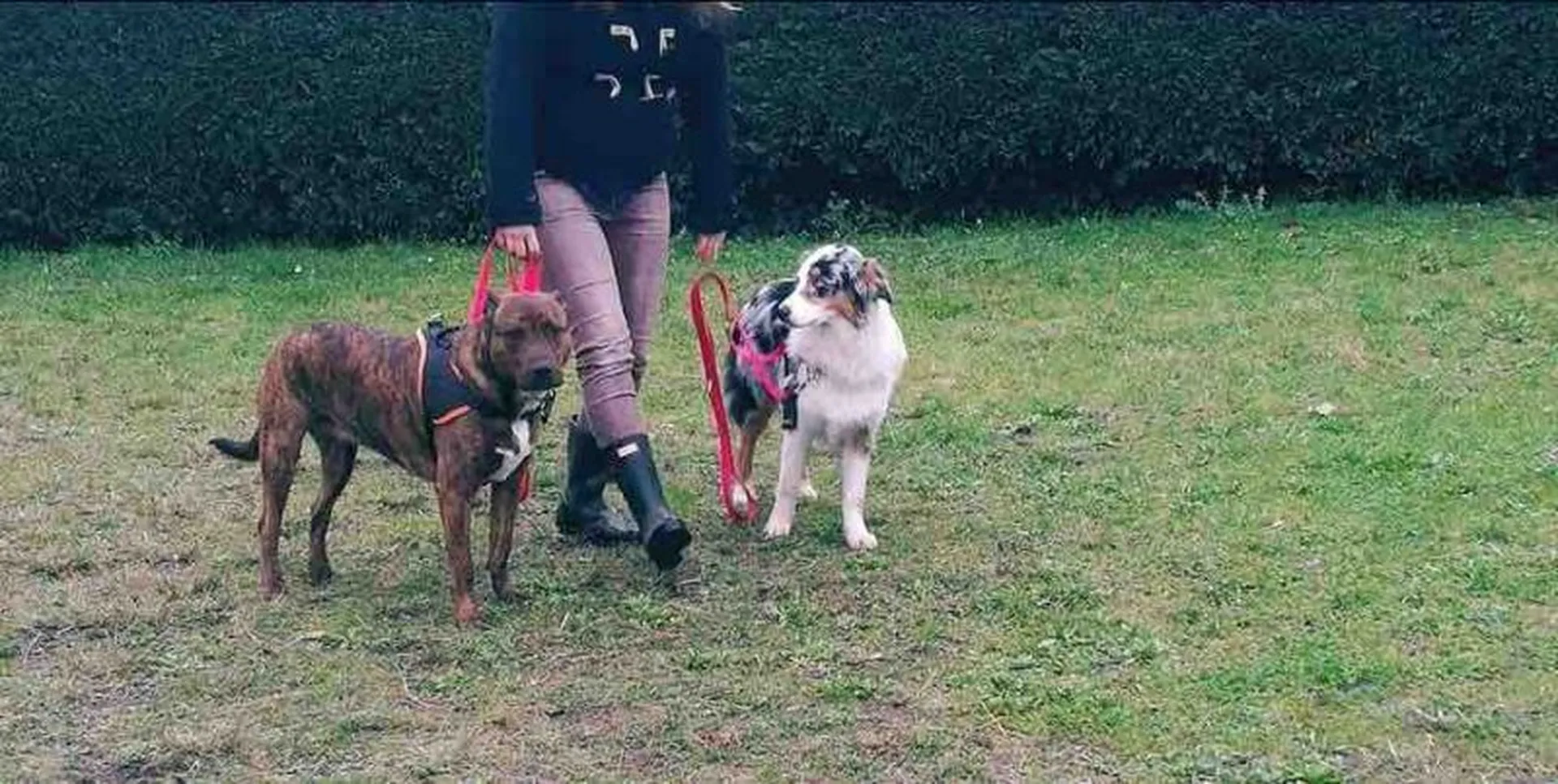 Eduquer son chien en positif