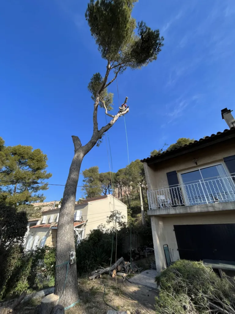 Professionnel de l abattage d arbre Vitrolles