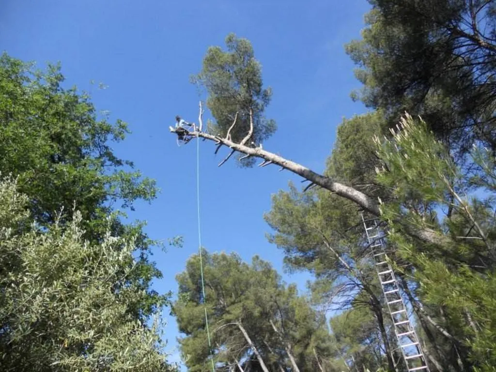 Abattage d'un Pin d'Alep Aix en Provence