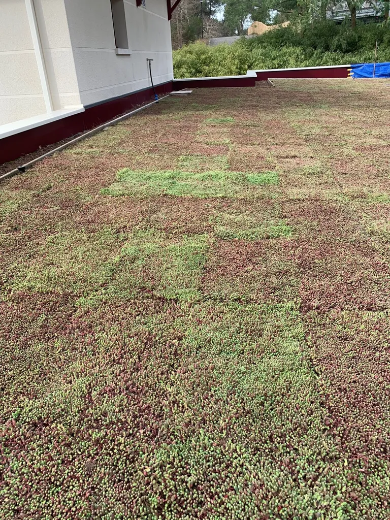 Création d’une toiture végétalisée par un professionnel à Biscarrosse