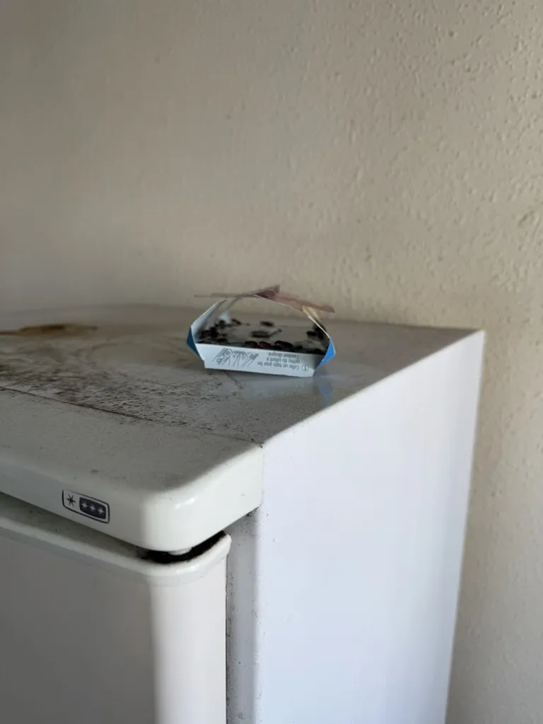 Fourmis dans la maison à Toulouse : comment identifier l'espèce, comprendre l'infestation et agir efficacement 