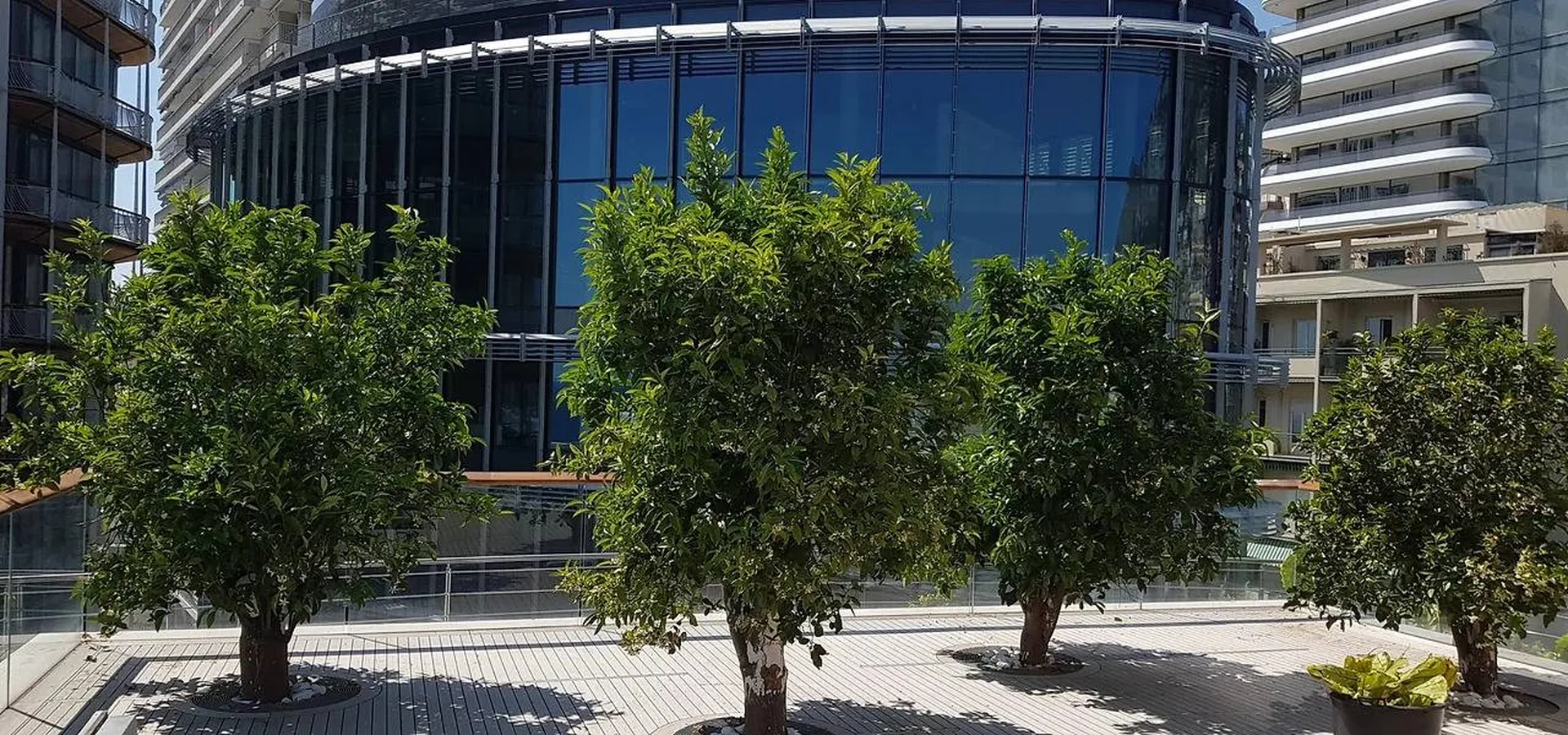 plantation d'agrumes sur la toiture du One Monte Carlo à Monaco