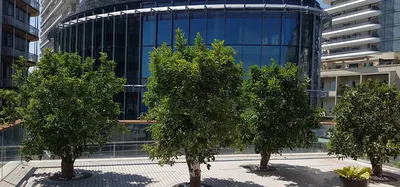 plantation d'agrumes sur la toiture du One Monte Carlo à Monaco