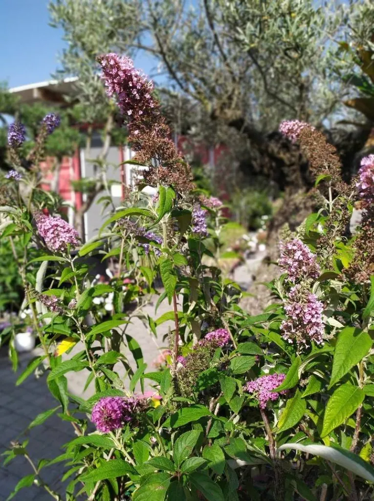 Buddleia Eguilles Ma Ferme