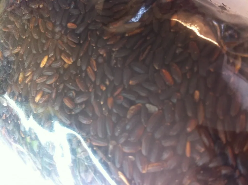 Riz Noir Vénus, riz complet naturel italien