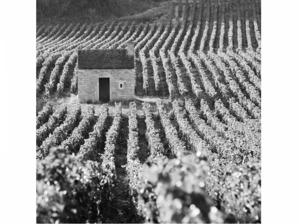 vigne et cabane en Bourgogne