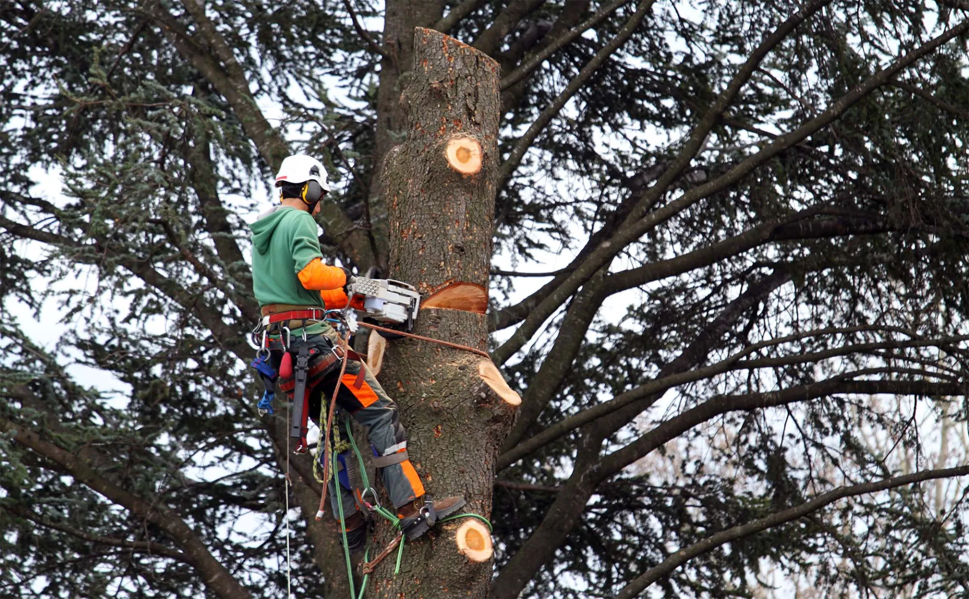 élagage de vos arbres dans le médoc 
