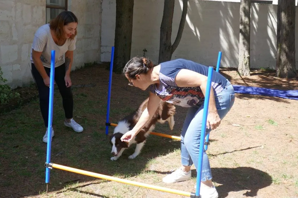 centre de formation qualiopi en education canin et comportement canin