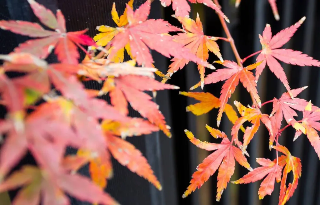 QUELQUES CONSEILS POUR BIEN PRÉPARER SON JARDIN POUR L’HIVER