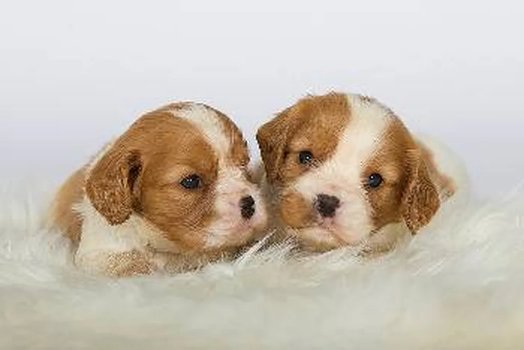 CAVALIER KING CHARLES ELEVAGE DU PALAIS DES PAPES