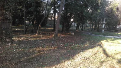 dépressage Jardins Forêts de Provence