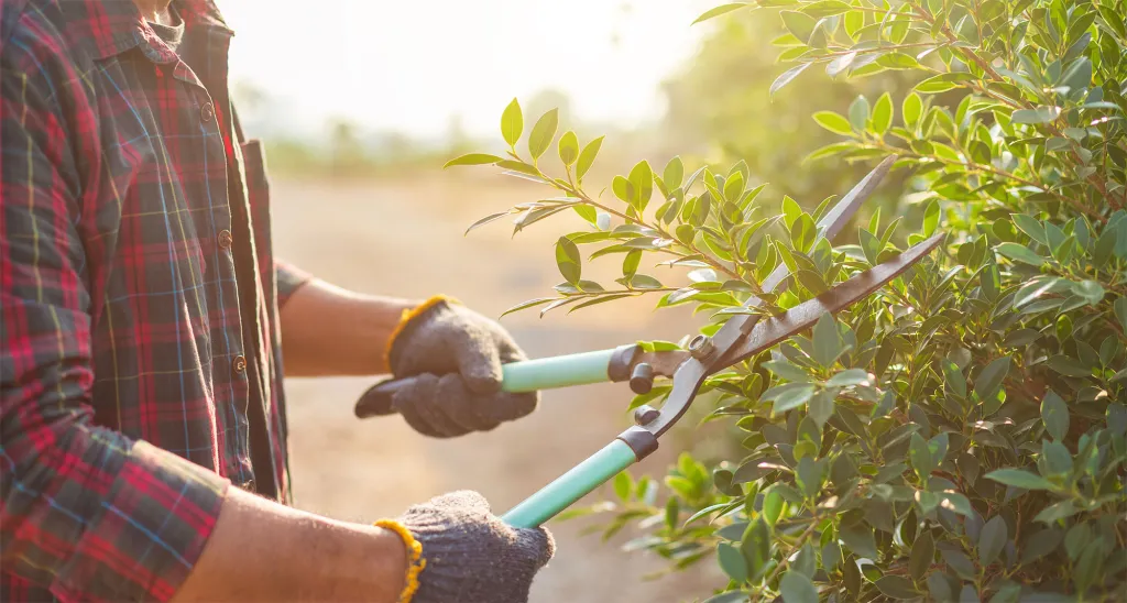 faire entretenir son jardin dans le médoc 