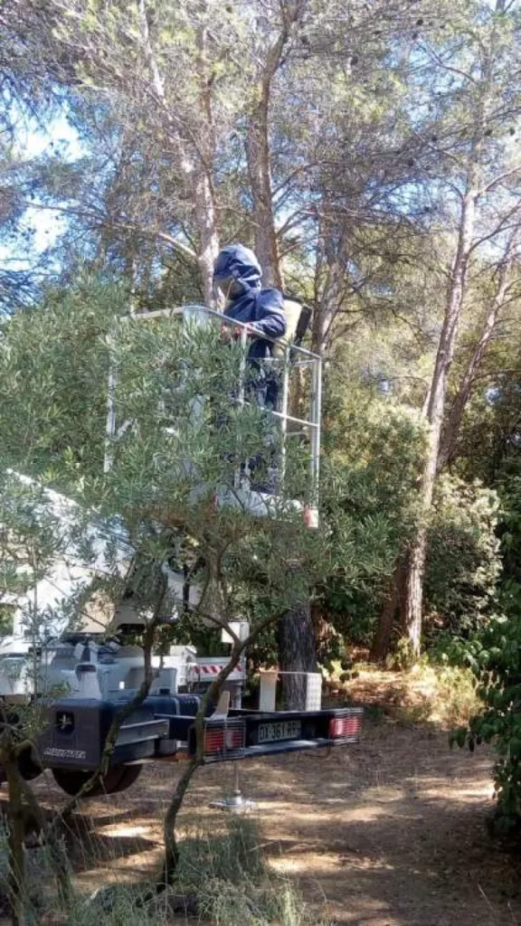guêpes et frelon asiatique en nacelle aix 13100