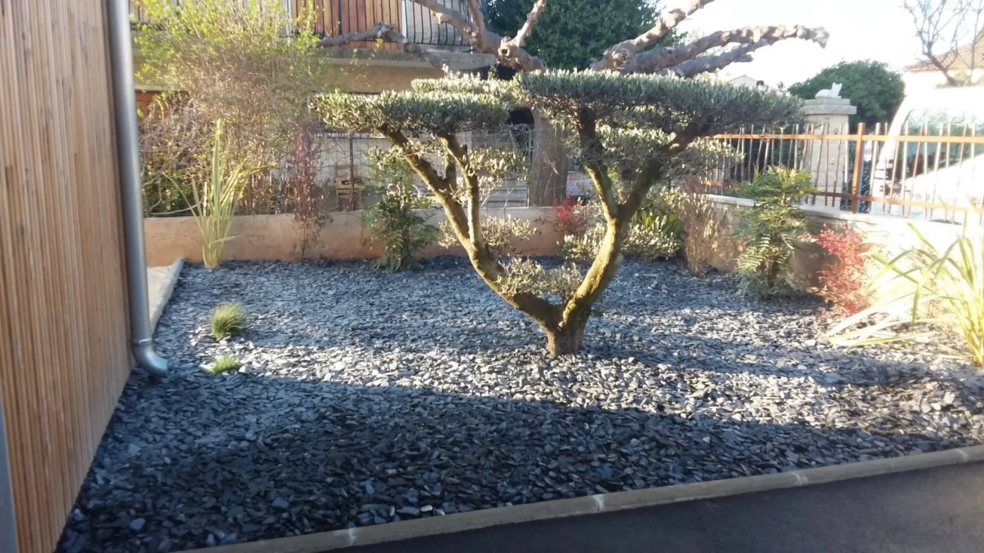 Plantation olivier en nuage proche Rognac 13340