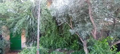 Défrichage pour travaux. 