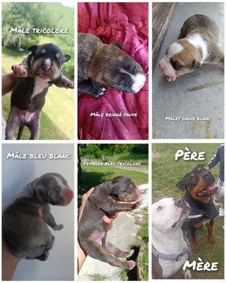 élevage canin de staff et de pinscher nain