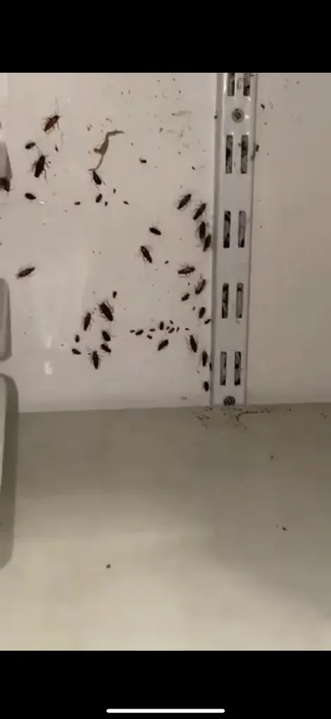 Infestation de cafards dans la cuisine d’un restaurant de Marseille centre ville 13002