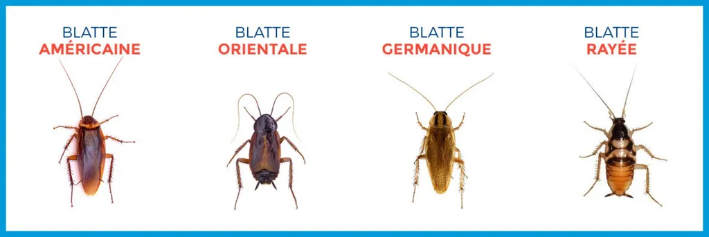 Différents types de blattes que vous pouvez découvrir dans notre région  PACA
