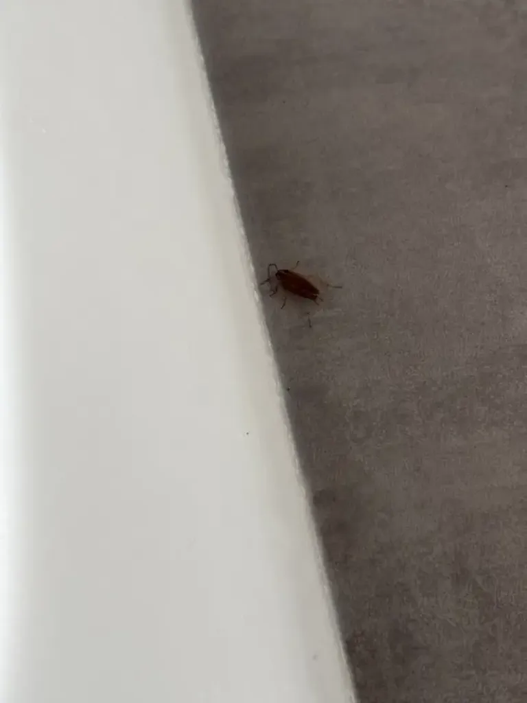 Traitement contre les cafards à Villefranche sur Saône : élimination rapide et durable par Noxus Services spécialiste de la désinsectisation dans le Rhône