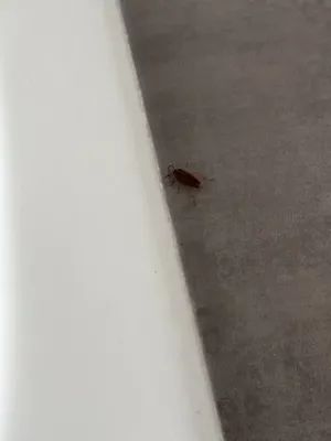 Traitement contre les cafards à Villefranche sur Saône : élimination rapide et durable par Noxus Services spécialiste de la désinsectisation dans le Rhône