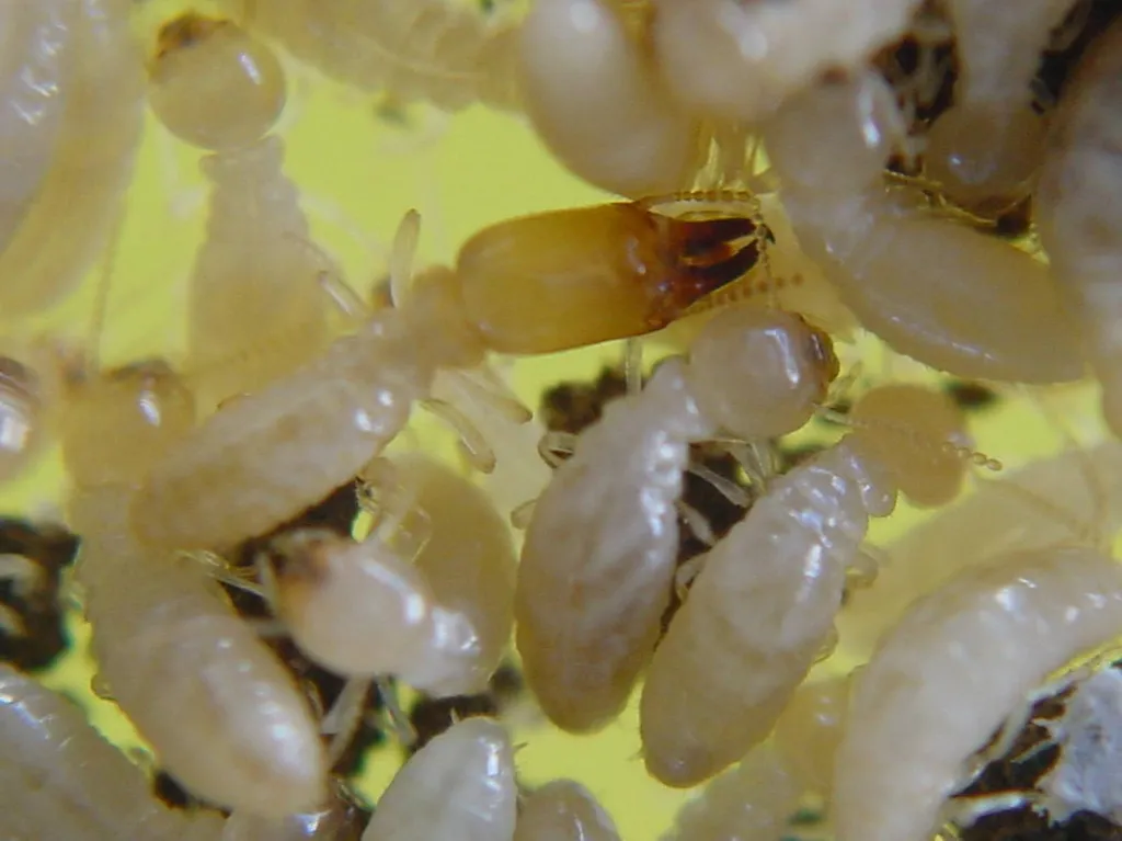 Traitement termites à soulac