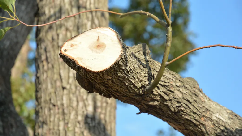 Carré Vert meilleure entreprise d'élagage à st rémy dans les alpilles 13210