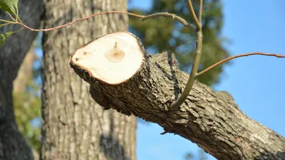 Carré Vert meilleure entreprise d'élagage à st rémy dans les alpilles 13210