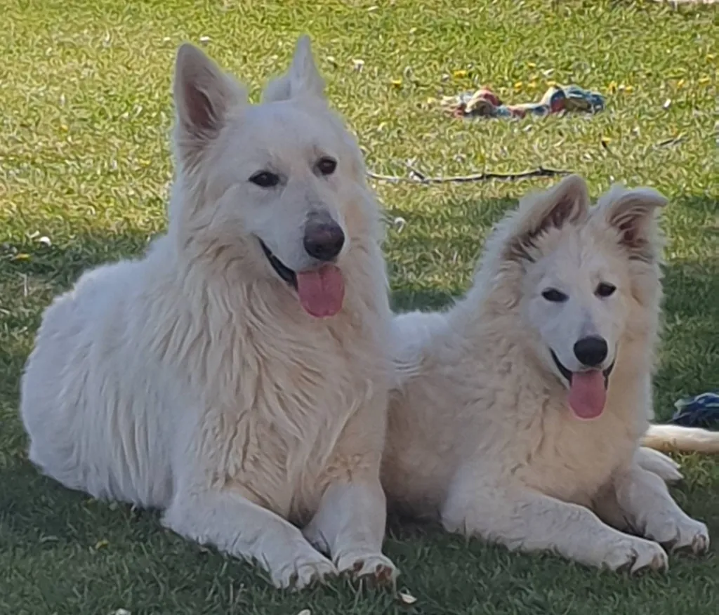 CHIOT BERGER BLANC SUISSE PACE