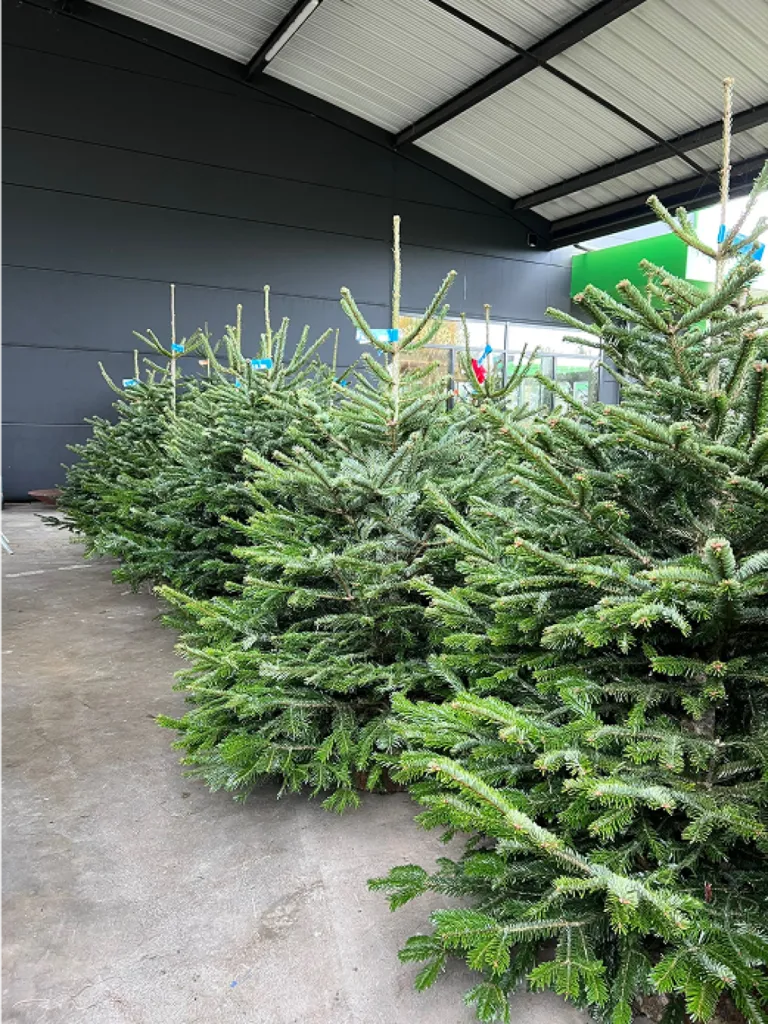 Noël approche : pensez à réserver votre sapin dès maintenant !