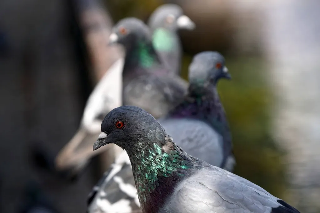 Pose de filet anti pigeons sur les balcons et le toit d'un immeuble à Aix-en-Provence  dans les Bouches-du-Rhone