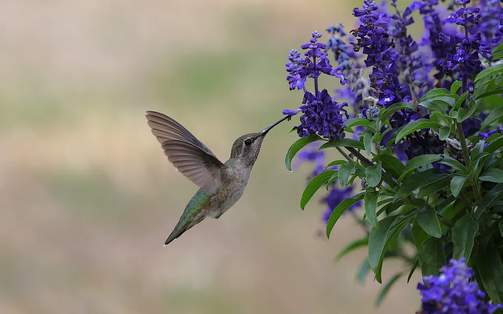 oiseau-jardin-maferme-eguilles