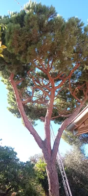 Élagage de pins dans le 8ème à la pointe rouge à Marseille. 