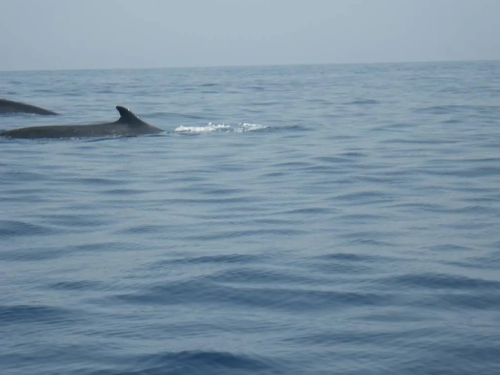 Un rorqual commun, une baleine.