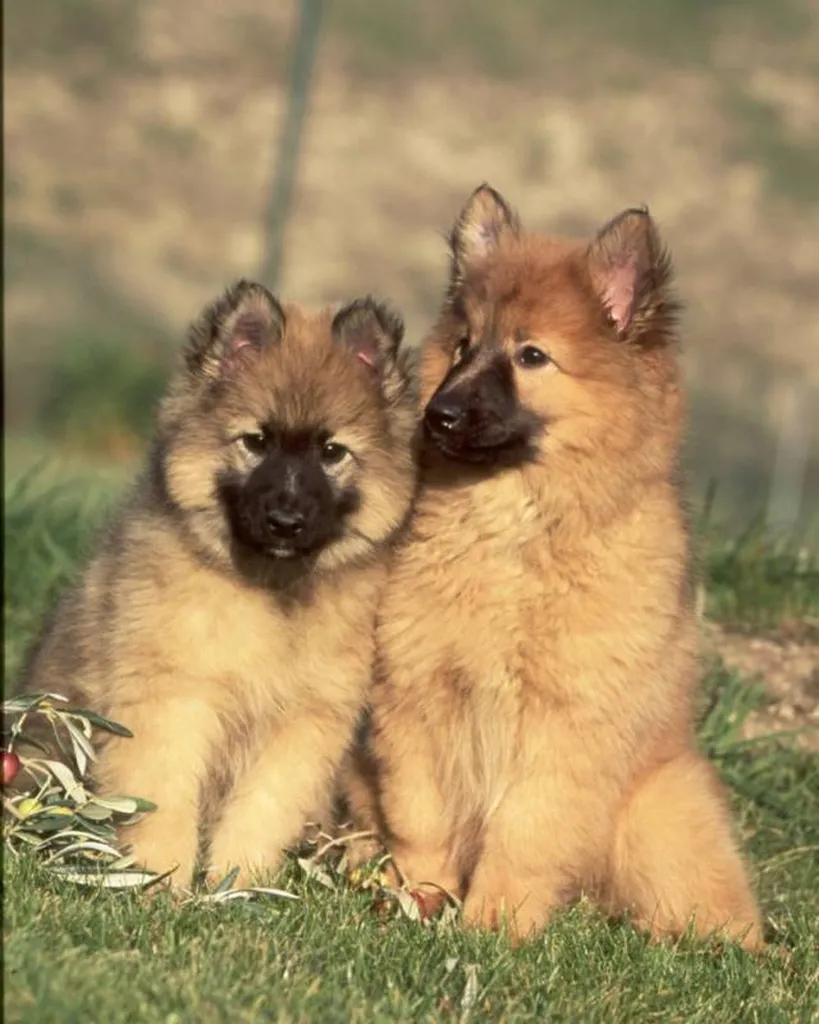CHIOTS TERVUEREN DU PALAIS DES PAPES DANS LE 84