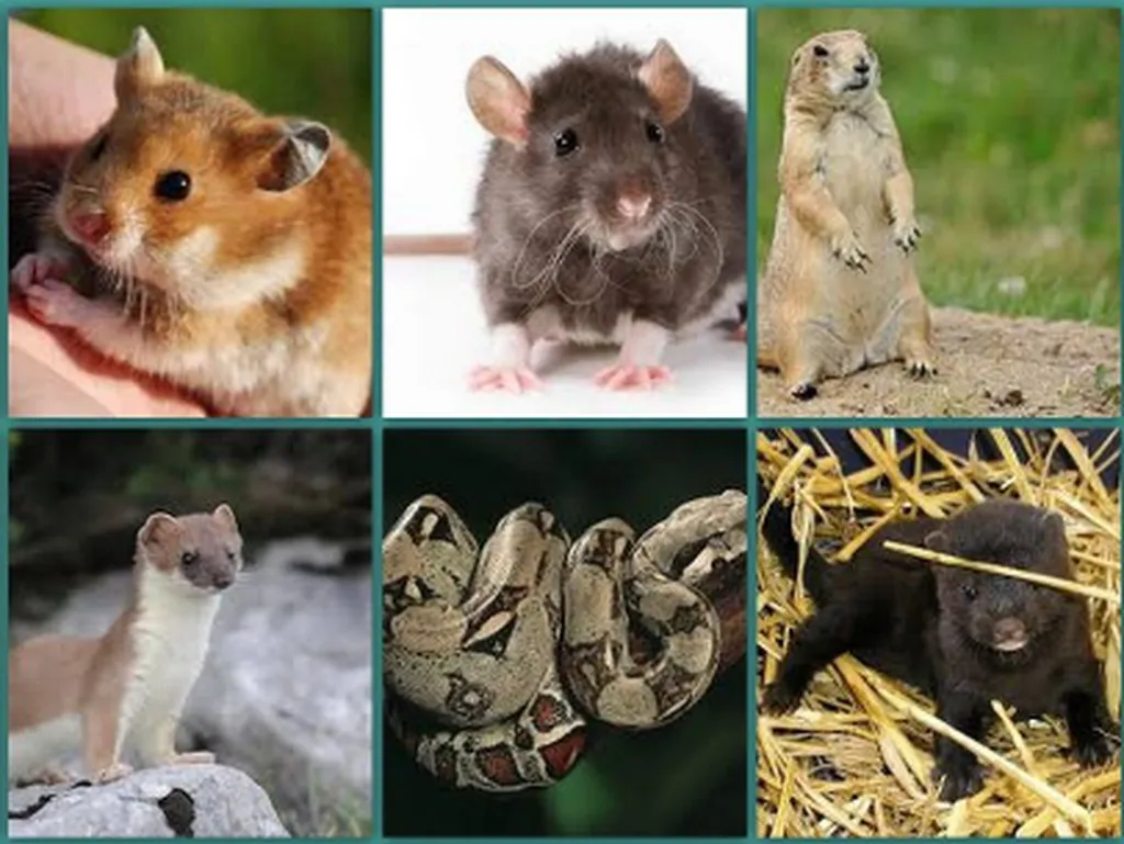 Faire soigner son NAC (nouvel animal de compagnie) à Marseille