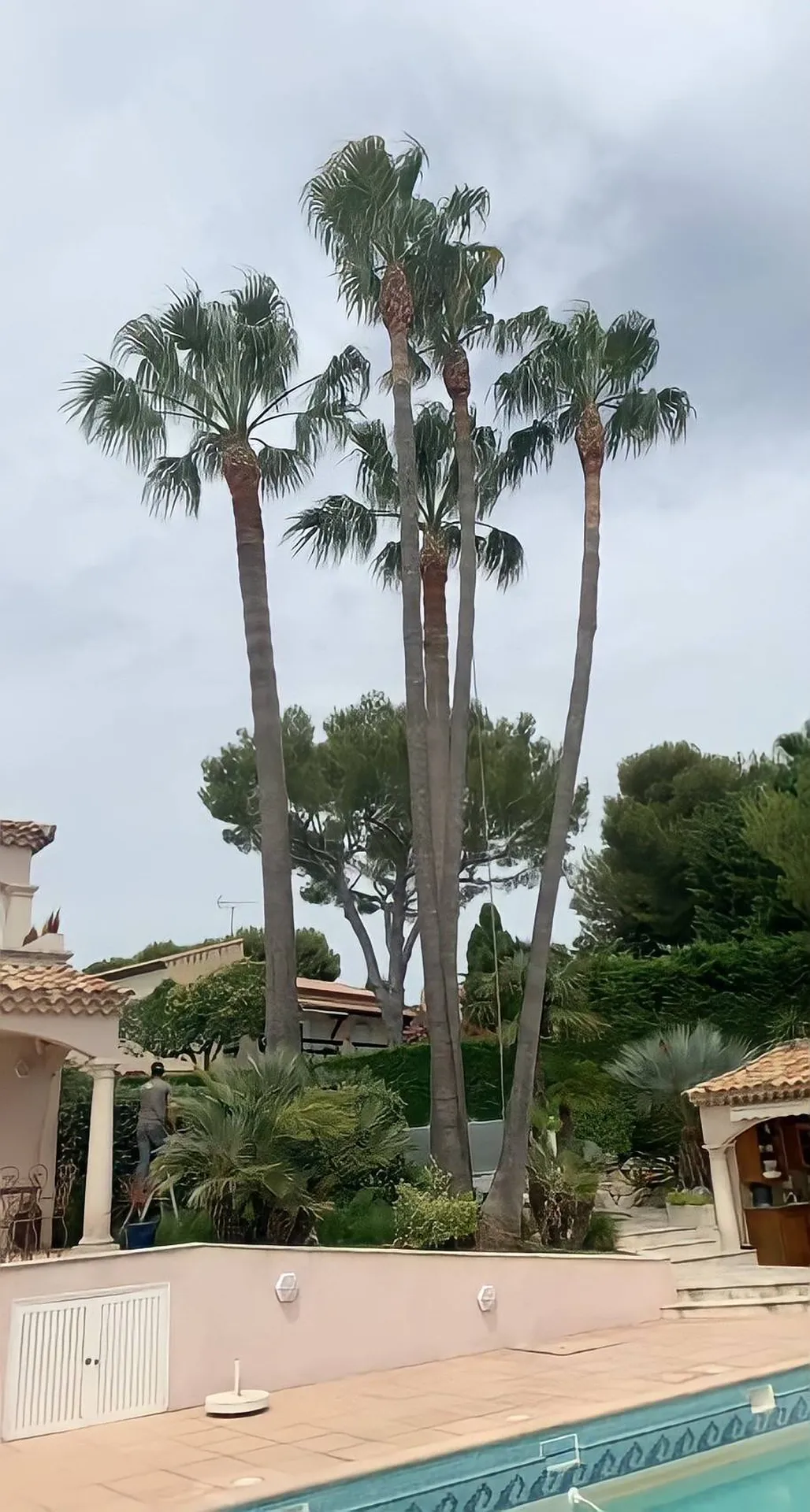 Élagueurs professionnels pour palmiers, Carré Vert dans les Bouches-du-Rhône, 13, assurant un entretien soigné et sécurisé pour vos arbres