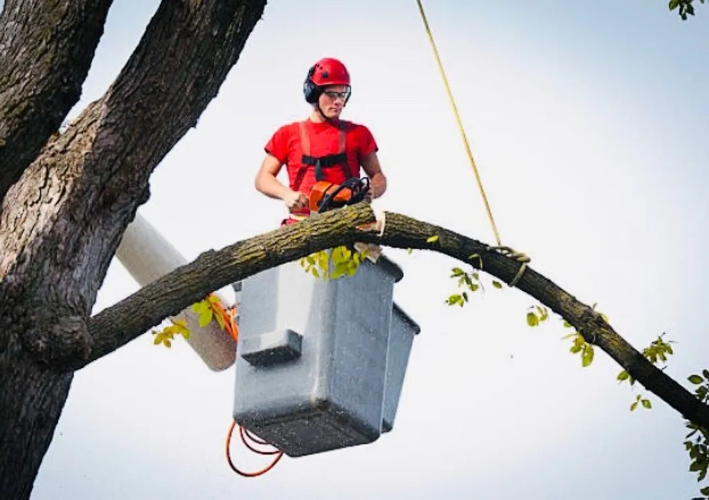 Entreprise d'élagage d'arbres pour jardin et grand terrain au Cap Ferret